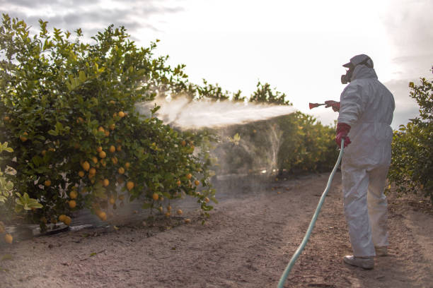 Wasp Removal Services in Countryside, IL
