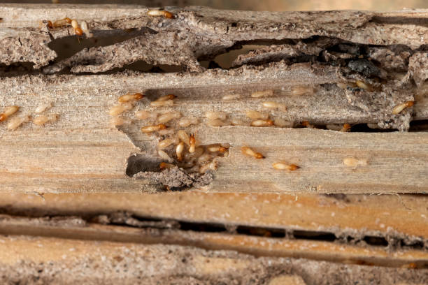 Best Termite Control Services  in Countryside, IL